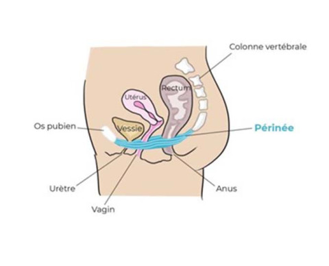 Rééducation du périnée : Pourquoi et comment ?